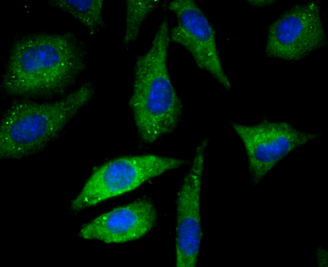 ICC staining Methyltransferase-like 26 in SH-SY-5Y cells (green). The nuclear counter stain is DAPI (blue). Cells were fixed in paraformaldehyde, permeabilised with 0.25% Triton X100/PBS.