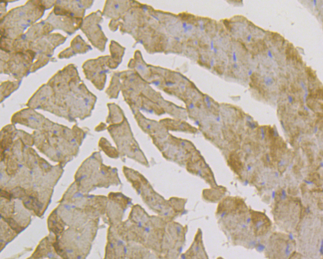 Immunohistochemical analysis of paraffin-embedded mouse heart tissue using anti-Methyltransferase-like 26 antibody. Counter stained with hematoxylin.