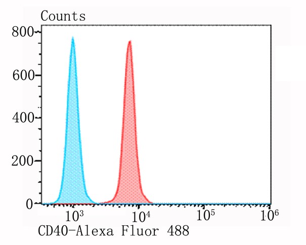 Flow cytometric analysis of MG-63 cells with CD40 antibody at 1/100 dilution (red) compared with an unlabelled control (cells without incubation with primary antibody; blue). Alexa Fluor 488-conjugated goat anti-rabbit IgG was used as the secondary antibody.