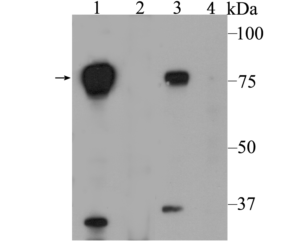 Western blot analysis of HEC1 on SiHa (1,2) and  HL-60 (3,4) cell lysates using anti-HEC1 antibody at 1/500 dilution.<br />
Positive control:<br />
 Lane 1, 3: Anti-HEC1 antibody<br />
 Lane 2, 4: Anti-HEC1 antibody, with immunization Recombinant protein