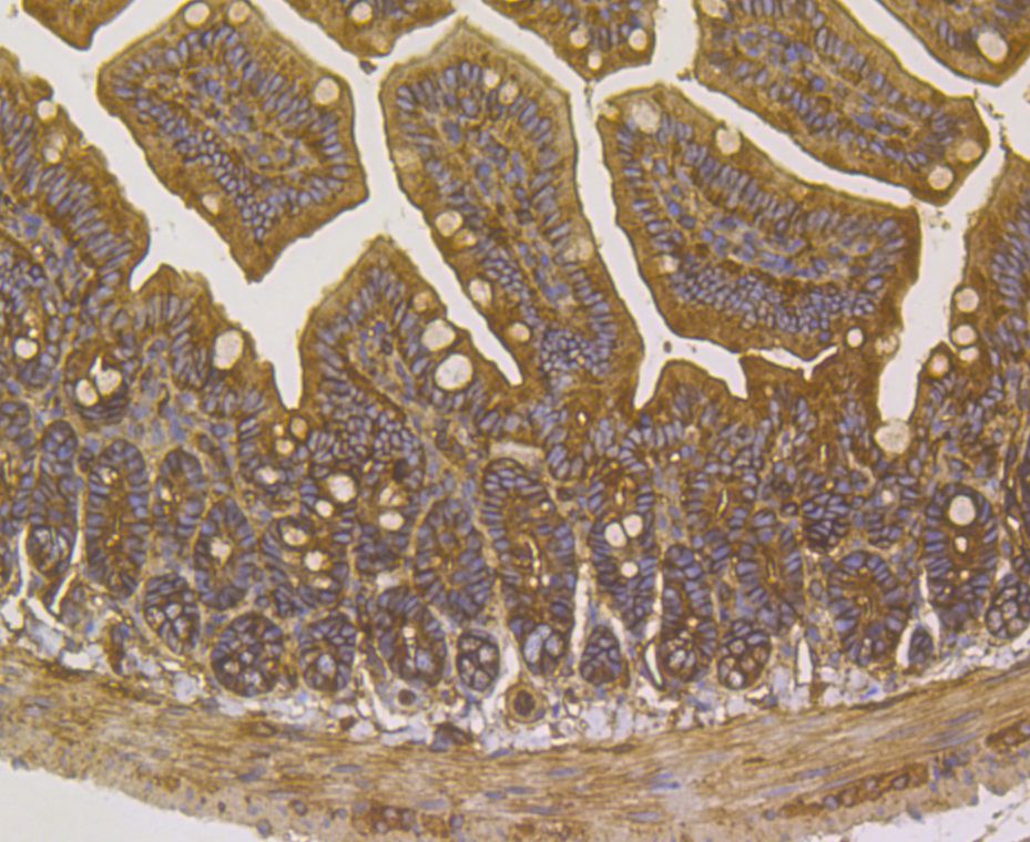 Immunohistochemical analysis of paraffin-embedded mouse colon tissue using anti-alpha Actinin antibody. Counter stained with hematoxylin.