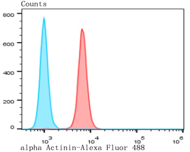 Flow cytometric analysis of MG-63 cells with alpha Actinin antibody at 1/100 dilution (red) compared with an unlabelled control (cells without incubation with primary antibody; blue). Alexa Fluor 488-conjugated goat anti-rabbit IgG was used as the secondary antibody.