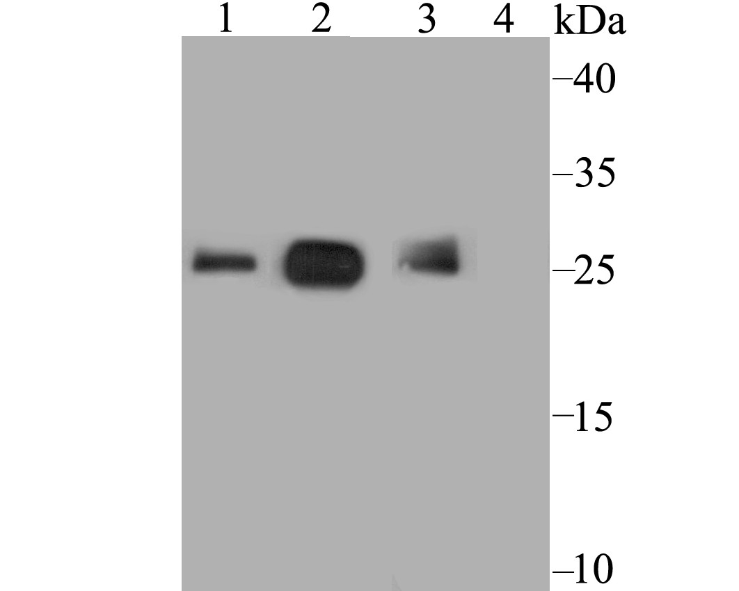 Western blot analysis of SDHB on different cell lysate using anti-SDHB antibody at 1/1,000 dilution.<br />
 Positive control:<br />
 Lane 1: human liver<br />
      Lane 2:  mouse liver<br />
 Lane 3: rat liver<br />
     Lane 4: rat liver, preincubated with the immunization protein.