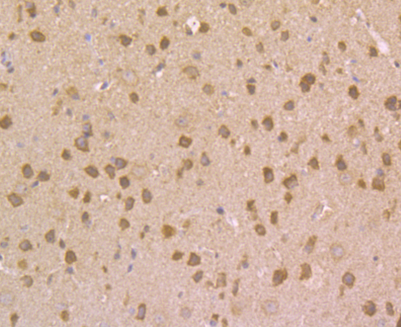 Immunohistochemical analysis of paraffin-embedded mouse brain tissue using anti-NRCAM antibody. Counter stained with hematoxylin.