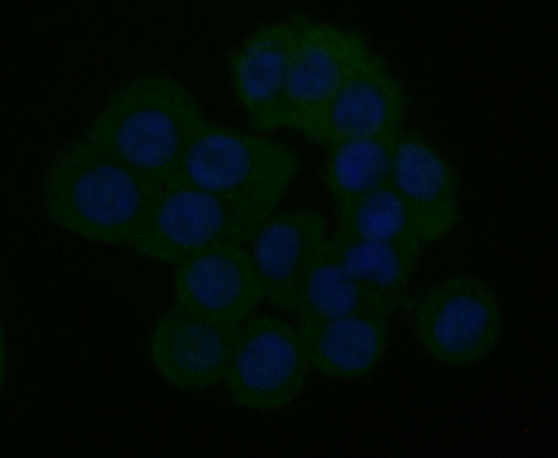 ICC staining ITPR2 in HT-29 cells (green). The nuclear counter stain is DAPI (blue). Cells were fixed in paraformaldehyde, permeabilised with 0.25% Triton X100/PBS.