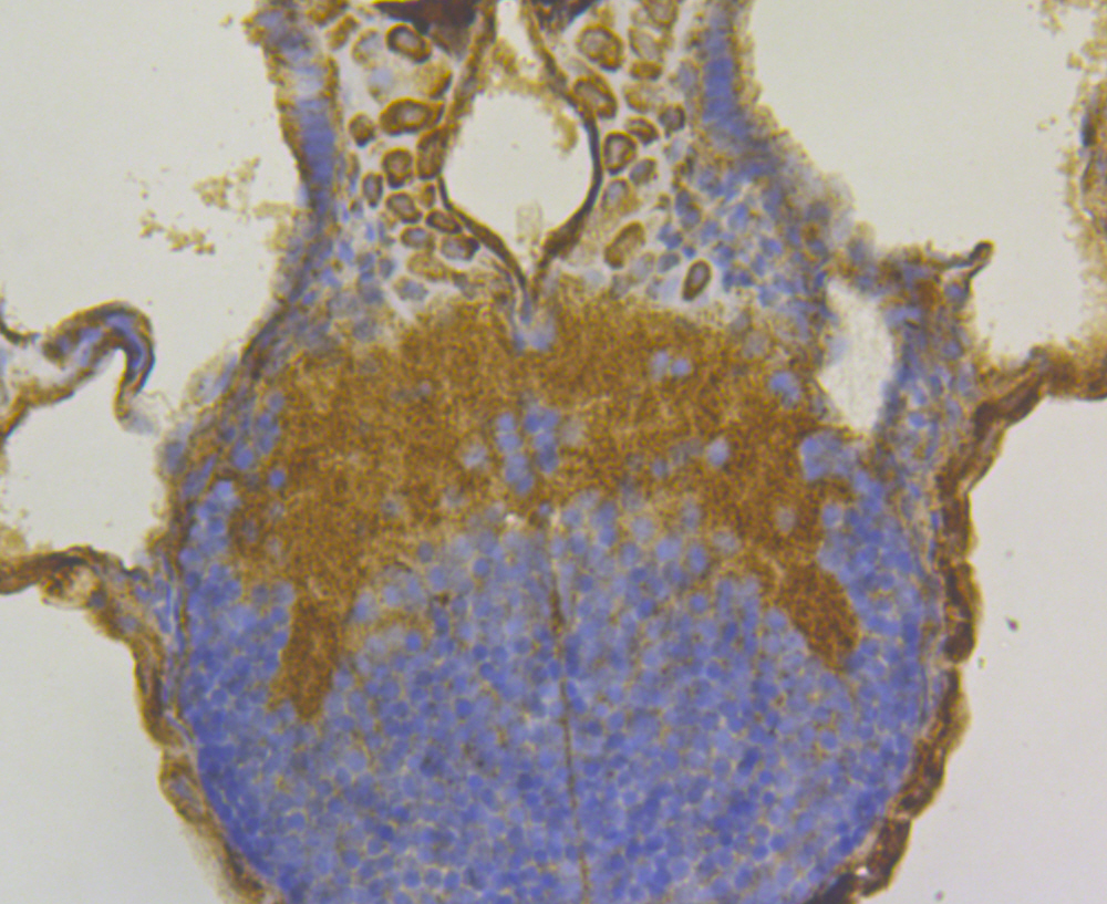 Immunohistochemical analysis of paraffin-embedded zebrafish tissue using anti-FNDC3A antibody. The section was pre-treated using heat mediated antigen retrieval with Tris-EDTA buffer (pH 8.0-8.4) for 20 minutes.The tissues were blocked in 5% BSA for 30 minutes at room temperature, washed with ddH2O and PBS, and then probed with the antibody (ER1803-66) at 1/200 dilution, for 30 minutes at room temperature and detected using an HRP conjugated compact polymer system. DAB was used as the chrogen. Counter stained with hematoxylin and mounted with DPX.