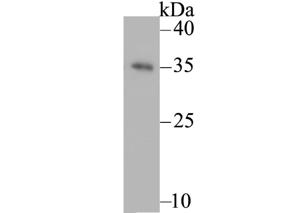 Western blot analysis of GTSF1 on zebrafish lysate. Proteins were transferred to a PVDF membrane and blocked with 5% BSA in PBS for 1 hour at room temperature. The primary antibody was used at a 1/200 dilution in 5% BSA at room temperature for 2 hours. Goat Anti-Rabbit IgG - HRP Secondary Antibody (HA1001) at 1:5,000 dilution was used for 1 hour at room temperature.