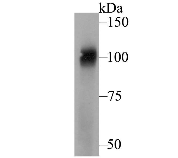 Western blot analysis of SeL1L on Zebrafish lysate. Proteins were transferred to a PVDF membrane and blocked with 5% BSA in PBS for 1 hour at room temperature. The primary antibody was used at a 1/500 dilution in 5% BSA at room temperature for 2 hours. Goat Anti-Rabbit IgG - HRP Secondary Antibody (HA1001) at 1:5,000 dilution was used for 1 hour at room temperature.