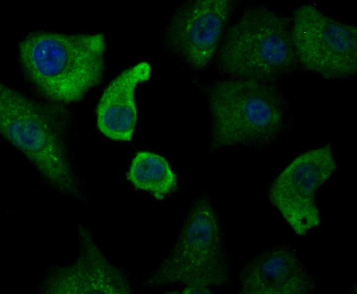 ICC staining Annexin A1 in A549 cells (green). Formalin fixed cells were permeabilized with 0.1% Triton X-100 in TBS for 10 minutes at room temperature and blocked with 1% Blocker BSA for 15 minutes at room temperature. Cells were probed with Annexin A1 polyclonal antibody at a dilution of 1:50 for at least 1 hour at room temperature, washed with PBS. Alexa Fluorc™ 488 Goat anti-Rabbit IgG was used as the secondary antibody at 1/100 dilution. The nuclear counter stain is DAPI (blue).