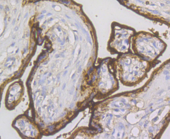 Immunohistochemical analysis of paraffin-embedded human placenta tissue using anti-Annexin A1 antibody. The section was pre-treated using heat mediated antigen retrieval with sodium citrate buffer (pH 6.0) for 20 minutes. The tissues were blocked in 5% BSA for 30 minutes at room temperature, washed with ddH2O and PBS, and then probed with the antibody (ER1803-70) at 1/200 dilution, for 30 minutes at room temperature and detected using an HRP conjugated compact polymer system. DAB was used as the chrogen. Counter stained with hematoxylin and mounted with DPX.