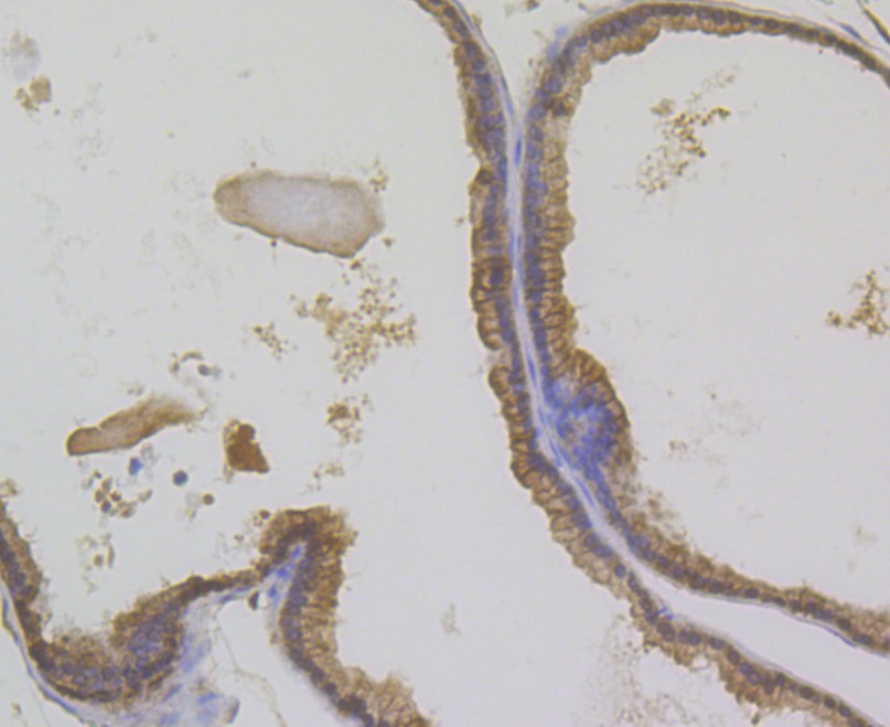 Immunohistochemical analysis of paraffin-embedded mouse prostate tissue using anti-Annexin A1 antibody. The section was pre-treated using heat mediated antigen retrieval with sodium citrate buffer (pH 6.0) for 20 minutes. The tissues were blocked in 5% BSA for 30 minutes at room temperature, washed with ddH2O and PBS, and then probed with the antibody (ER1803-70) at 1/200 dilution, for 30 minutes at room temperature and detected using an HRP conjugated compact polymer system. DAB was used as the chrogen. Counter stained with hematoxylin and mounted with DPX.