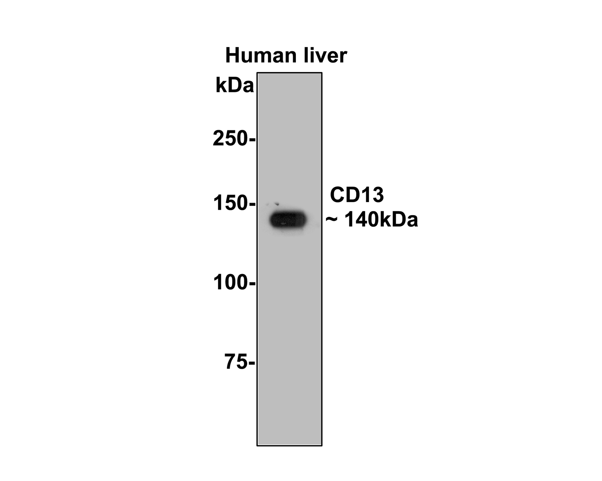 Western blot analysis of CD13 on Hela liver tissue lysate with Rabbit anti-CD13 antibody (ER1803-74) at 1/1,000 dilution.<br />
<br />
Lysates/proteins at 10 µg/Lane.<br />
<br />
Predicted band size: 110 kDa<br />
Observed band size: 140 kDa<br />
<br />
Exposure time: 2 minutes;<br />
<br />
6% SDS-PAGE gel.<br />
<br />
Proteins were transferred to a PVDF membrane and blocked with 5% NFDM/TBST for 1 hour at room temperature. The primary antibody (ER1803-74) at 1/1,000 dilution was used in 5% NFDM/TBST at room temperature for 2 hours. Goat Anti-Rabbit IgG - HRP Secondary Antibody (HA1001) at 1:200,000 dilution was used for 1 hour at room temperature.