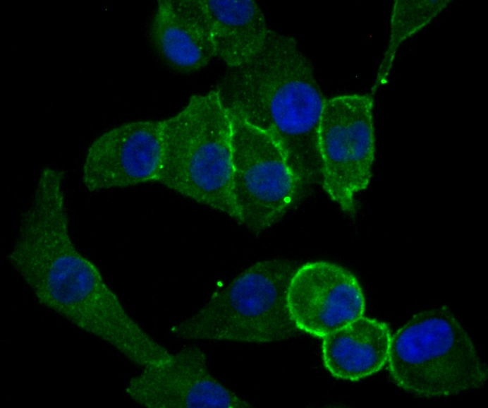 ICC staining CD13 in HT-29 cells (green). Formalin fixed cells were permeabilized with 0.1% Triton X-100 in TBS for 10 minutes at room temperature and blocked with 1% Blocker BSA for 15 minutes at room temperature. Cells were probed with CD13 polyclonal antibody at a dilution of 1:200 for 1 hour at room temperature, washed with PBS. Alexa Fluorc™ 488 Goat anti-Rabbit IgG was used as the secondary antibody at 1/100 dilution. The nuclear counter stain is DAPI (blue).