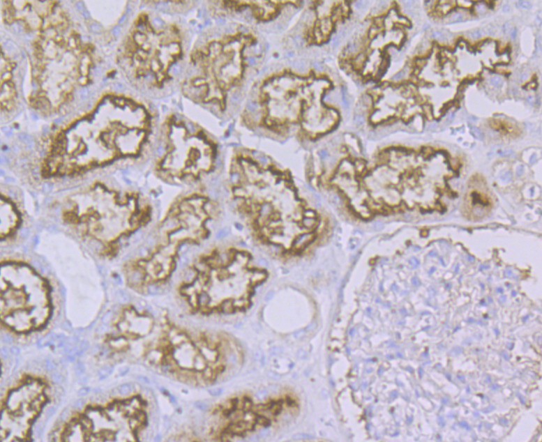 Immunohistochemical analysis of paraffin-embedded human kdiney tissue using anti-CD13 antibody. The section was pre-treated using heat mediated antigen retrieval with Tris-EDTA buffer (pH 8.0-8.4) for 20 minutes.The tissues were blocked in 5% BSA for 30 minutes at room temperature, washed with ddH2O and PBS, and then probed with the antibody (ER1803-74) at 1/200 dilution, for 30 minutes at room temperature and detected using an HRP conjugated compact polymer system. DAB was used as the chrogen. Counter stained with hematoxylin and mounted with DPX.