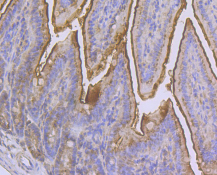 Immunohistochemical analysis of paraffin-embedded mouse colon tissue using anti-CD13 antibody. The section was pre-treated using heat mediated antigen retrieval with Tris-EDTA buffer (pH 8.0-8.4) for 20 minutes.The tissues were blocked in 5% BSA for 30 minutes at room temperature, washed with ddH2O and PBS, and then probed with the antibody (ER1803-74) at 1/200 dilution, for 30 minutes at room temperature and detected using an HRP conjugated compact polymer system. DAB was used as the chrogen. Counter stained with hematoxylin and mounted with DPX.