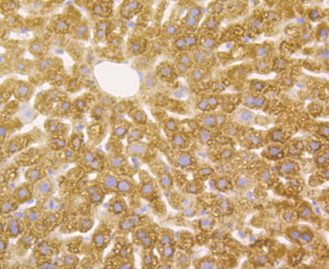 Immunohistochemical analysis of paraffin-embedded mouse liver tissue using anti-ACY-1 antibody. The section was pre-treated using heat mediated antigen retrieval with Tris-EDTA buffer (pH 8.0-8.4) for 20 minutes.The tissues were blocked in 5% BSA for 30 minutes at room temperature, washed with ddH2O and PBS, and then probed with the antibody (ER1803-75) at 1/50 dilution, for 30 minutes at room temperature and detected using an HRP conjugated compact polymer system. DAB was used as the chrogen. Counter stained with hematoxylin and mounted with DPX.