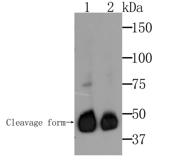Western blot analysis of Mesothelin on different lysates. Proteins were transferred to a PVDF membrane and blocked with 5% BSA in PBS for 1 hour at room temperature. The primary antibody was used at a 1:500 dilution in 5% BSA at room temperature for 2 hours. Goat Anti-Rabbit IgG - HRP Secondary Antibody (HA1001) at 1:5,000 dilution was used for 1 hour at room temperature.<br />
Positive control: <br />
Lane 1: SiHa cell lysate<br />
Lane 2: Hela cell lysate