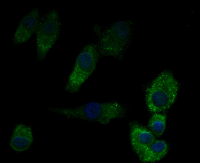 ICC staining Perforin in A549 cells (green). Formalin fixed cells were permeabilized with 0.1% Triton X-100 in TBS for 10 minutes at room temperature and blocked with 1% Blocker BSA for 15 minutes at room temperature. Cells were probed with Perforin polyclonal antibody at a dilution of 1:200 for 1 hour at room temperature, washed with PBS. Alexa Fluorc™ 488 Goat anti-Rabbit IgG was used as the secondary antibody at 1/100 dilution. The nuclear counter stain is DAPI (blue).