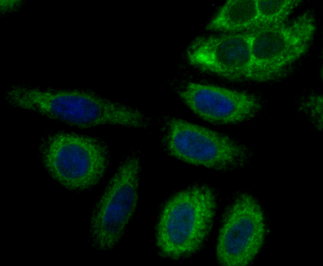 ICC staining Perforin in HepG2 cells (green). Formalin fixed cells were permeabilized with 0.1% Triton X-100 in TBS for 10 minutes at room temperature and blocked with 1% Blocker BSA for 15 minutes at room temperature. Cells were probed with Perforin polyclonal antibody at a dilution of 1:200 for 1 hour at room temperature, washed with PBS. Alexa Fluorc™ 488 Goat anti-Rabbit IgG was used as the secondary antibody at 1/100 dilution. The nuclear counter stain is DAPI (blue).