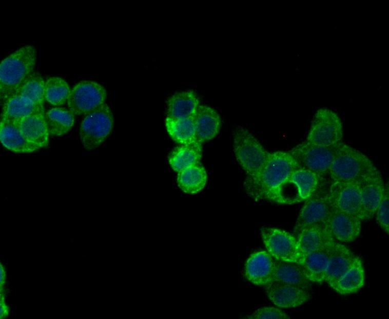 ICC staining Perforin in HT-29 cells (green). Formalin fixed cells were permeabilized with 0.1% Triton X-100 in TBS for 10 minutes at room temperature and blocked with 1% Blocker BSA for 15 minutes at room temperature. Cells were probed with Perforin polyclonal antibody at a dilution of 1:200 for 1 hour at room temperature, washed with PBS. Alexa Fluorc™ 488 Goat anti-Rabbit IgG was used as the secondary antibody at 1/100 dilution. The nuclear counter stain is DAPI (blue).