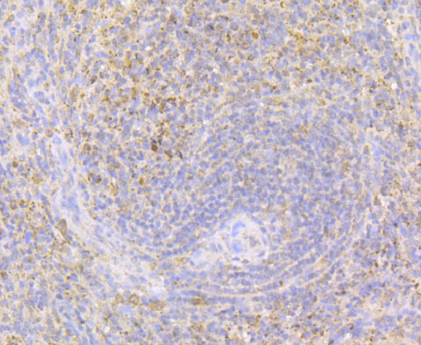 Immunohistochemical analysis of paraffin-embedded human spleen tissue using anti-Perforin antibody. The section was pre-treated using heat mediated antigen retrieval with sodium citrate buffer (pH 6.0) for 20 minutes. The tissues were blocked in 5% BSA for 30 minutes at room temperature, washed with ddH2O and PBS, and then probed with the antibody (ER1803-77) at 1/200 dilution, for 30 minutes at room temperature and detected using an HRP conjugated compact polymer system. DAB was used as the chrogen. Counter stained with hematoxylin and mounted with DPX.
