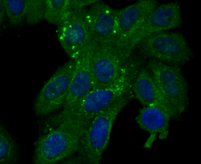 ICC staining Cytokeratin 19 in HepG2 cells (green). Formalin fixed cells were permeabilized with 0.1% Triton X-100 in TBS for 10 minutes at room temperature and blocked with 1% Blocker BSA for 15 minutes at room temperature. Cells were probed with Cytokeratin 19 polyclonal antibody at a dilution of 1:100 for 1 hour at room temperature, washed with PBS. Alexa Fluorc™ 488 Goat anti-Rabbit IgG was used as the secondary antibody at 1/100 dilution. The nuclear counter stain is DAPI (blue).