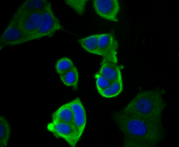 ICC staining Cytokeratin 19 in MCF-7 cells (green). Formalin fixed cells were permeabilized with 0.1% Triton X-100 in TBS for 10 minutes at room temperature and blocked with 1% Blocker BSA for 15 minutes at room temperature. Cells were probed with Cytokeratin 19 polyclonal antibody at a dilution of 1:200 for 1 hour at room temperature, washed with PBS. Alexa Fluorc™ 488 Goat anti-Rabbit IgG was used as the secondary antibody at 1/100 dilution. The nuclear counter stain is DAPI (blue).