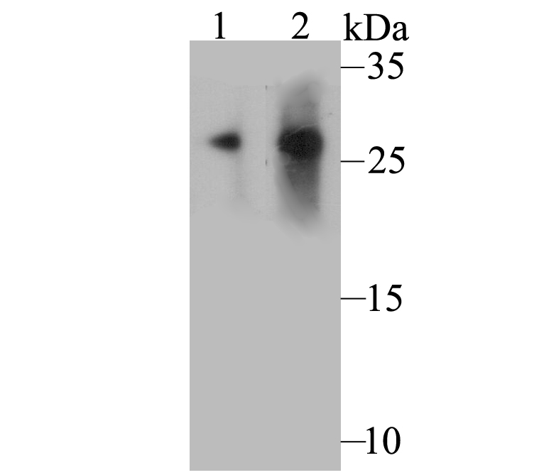 Western blot analysis of CD99 on different lysates. Proteins were transferred to a PVDF membrane and blocked with 5% BSA in PBS for 1 hour at room temperature. The primary antibody was used at a 1:500 dilution in 5% BSA at room temperature for 2 hours. Goat Anti-Rabbit IgG - HRP Secondary Antibody (HA1001) at 1:5,000 dilution was used for 1 hour at room temperature.<br />
Positive control: <br />
Lane 1: SiHa cell lysate<br />
Lane 2: HepG2 cell lysate