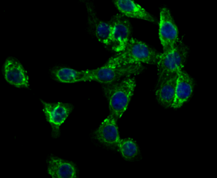 ICC staining CD99 in LOVO cells (green). Formalin fixed cells were permeabilized with 0.1% Triton X-100 in TBS for 10 minutes at room temperature and blocked with 1% Blocker BSA for 15 minutes at room temperature. Cells were probed with the antibody (ER1803-81) at a dilution of 1:200 for 1 hour at room temperature, washed with PBS. Alexa Fluorc™ 488 Goat anti-Rabbit IgG was used as the secondary antibody at 1/100 dilution. The nuclear counter stain is DAPI (blue).