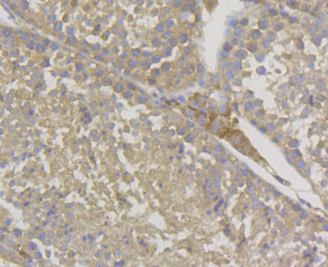 Immunohistochemical analysis of paraffin-embedded mouse testis tissue using anti-Galectin 3 antibody. The section was pre-treated using heat mediated antigen retrieval with Tris-EDTA buffer (pH 8.0-8.4) for 20 minutes.The tissues were blocked in 5% BSA for 30 minutes at room temperature, washed with ddH2O and PBS, and then probed with the antibody (ER1803-82) at 1/200 dilution, for 30 minutes at room temperature and detected using an HRP conjugated compact polymer system. DAB was used as the chrogen. Counter stained with hematoxylin and mounted with DPX.