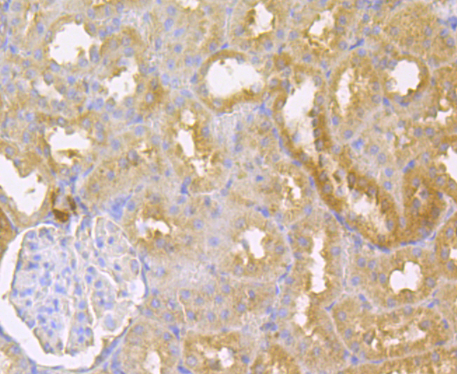 Immunohistochemical analysis of paraffin-embedded rat kidney tissue using anti-IL-22 antibody. The section was pre-treated using heat mediated antigen retrieval with sodium citrate buffer (pH 6.0) for 20 minutes. The tissues were blocked in 5% BSA for 30 minutes at room temperature, washed with ddH2O and PBS, and then probed with the antibody (ER1803-85) at 1/200 dilution, for 30 minutes at room temperature and detected using an HRP conjugated compact polymer system. DAB was used as the chrogen. Counter stained with hematoxylin and mounted with DPX.