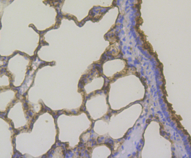 Immunohistochemical analysis of paraffin-embedded rat lung tissue using anti-Lysozyme antibody. The section was pre-treated using heat mediated antigen retrieval with Tris-EDTA buffer (pH 8.0-8.4) for 20 minutes.The tissues were blocked in 5% BSA for 30 minutes at room temperature, washed with ddH2O and PBS, and then probed with the antibody (ER1803-88) at 1/200 dilution, for 30 minutes at room temperature and detected using an HRP conjugated compact polymer system. DAB was used as the chromogen. Counter stained with hematoxylin and mounted with DPX.