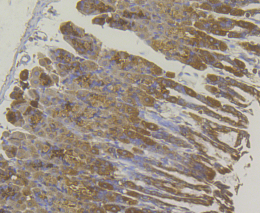 Immunohistochemical analysis of paraffin-embedded mouse stomach tissue using anti-Lysozyme antibody. The section was pre-treated using heat mediated antigen retrieval with Tris-EDTA buffer (pH 8.0-8.4) for 20 minutes.The tissues were blocked in 5% BSA for 30 minutes at room temperature, washed with ddH2O and PBS, and then probed with the antibody (ER1803-88) at 1/50 dilution, for 30 minutes at room temperature and detected using an HRP conjugated compact polymer system. DAB was used as the chromogen. Counter stained with hematoxylin and mounted with DPX.
