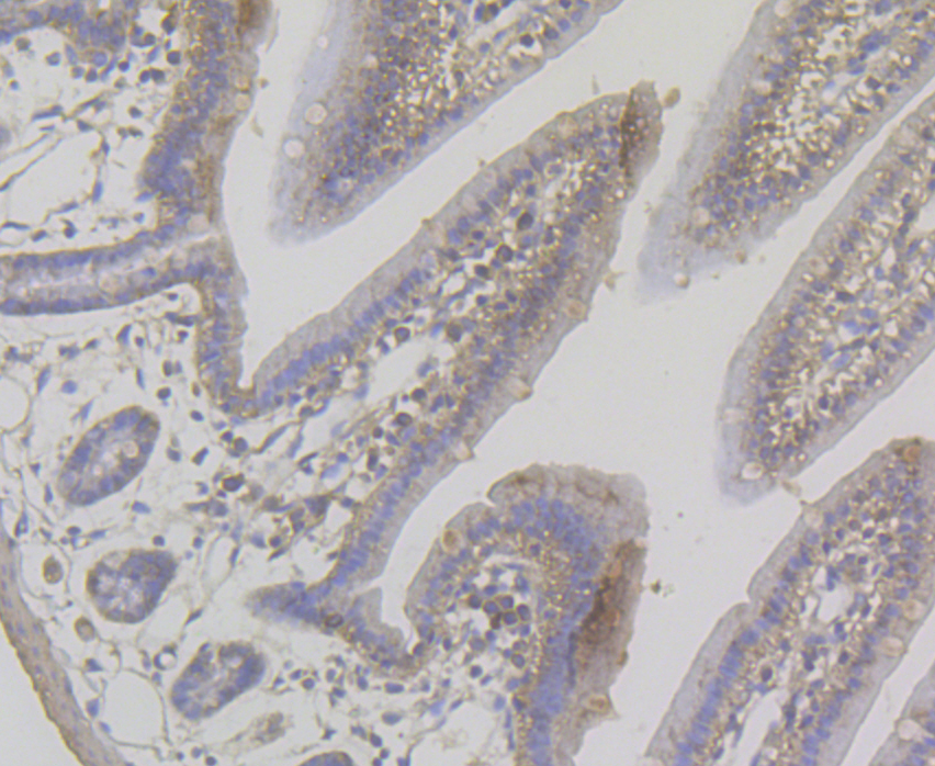 Immunohistochemical analysis of paraffin-embedded mouse colon tissue using anti-TRPA1 antibody. The section was pre-treated using heat mediated antigen retrieval with Tris-EDTA buffer (pH 8.0-8.4) for 20 minutes.The tissues were blocked in 5% BSA for 30 minutes at room temperature, washed with ddH2O and PBS, and then probed with the antibody (ER1803-91) at 1/50 dilution, for 30 minutes at room temperature and detected using an HRP conjugated compact polymer system. DAB was used as the chrogen. Counter stained with hematoxylin and mounted with DPX.