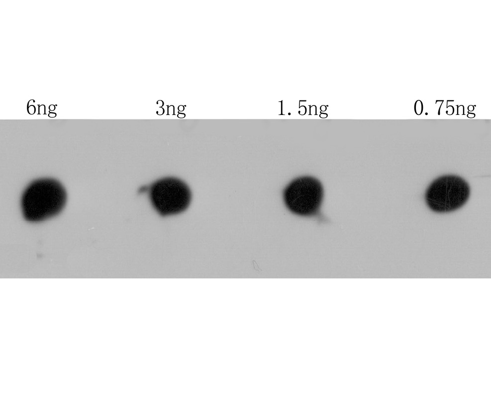 Ryr3 Rabbit Polyclonal Antibody Er1803 92 Huabio