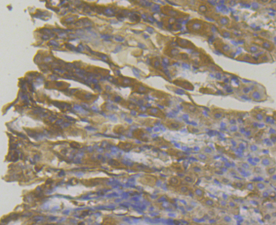 Immunohistochemical analysis of paraffin-embedded mouse stomach tissue using anti-MICA + MICB antibody. The section was pre-treated using heat mediated antigen retrieval with Tris-EDTA buffer (pH 8.0-8.4) for 20 minutes.The tissues were blocked in 5% BSA for 30 minutes at room temperature, washed with ddH2O and PBS, and then probed with the antibody (ER1803-95) at 1/200 dilution, for 30 minutes at room temperature and detected using an HRP conjugated compact polymer system. DAB was used as the chrogen. Counter stained with hematoxylin and mounted with DPX.