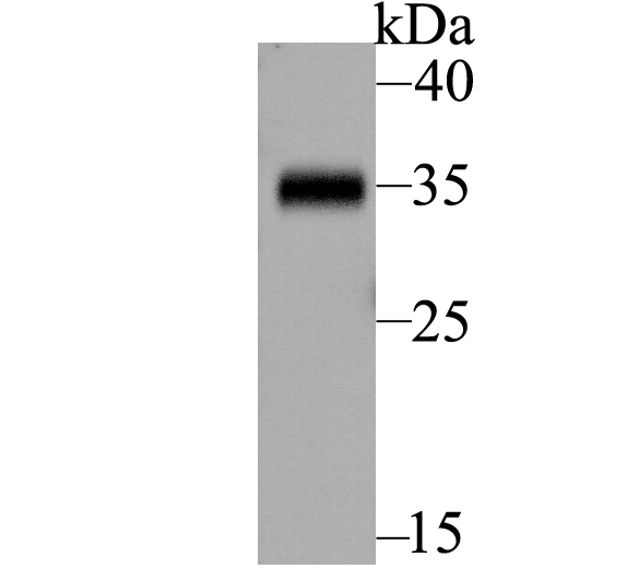 Western blot analysis of BOB1 on Daudi lysate. Proteins were transferred to a PVDF membrane and blocked with 5% BSA in PBS for 1 hour at room temperature. The primary antibody was used at a 1:500 dilution in 5% BSA at room temperature for 2 hours. Goat Anti-Rabbit IgG - HRP Secondary Antibody (HA1001) at 1:5,000 dilution was used for 1 hour at room temperature.