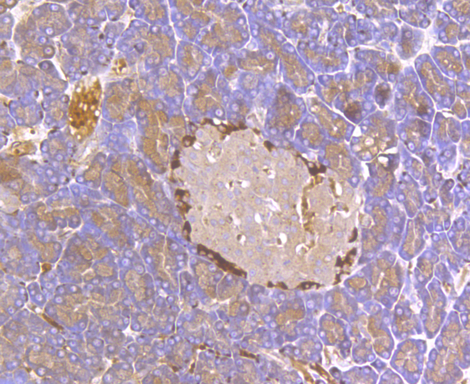 Immunohistochemical analysis of paraffin-embedded mouse pancreas tissue using anti-Kir6.2 antibody. The section was pre-treated using heat mediated antigen retrieval with Tris-EDTA buffer (pH 8.0-8.4) for 20 minutes.The tissues were blocked in 5% BSA for 30 minutes at room temperature, washed with ddH2O and PBS, and then probed with the antibody (ER1803-98) at 1/200 dilution, for 30 minutes at room temperature and detected using an HRP conjugated compact polymer system. DAB was used as the chromogen. Counter stained with hematoxylin and mounted with DPX.