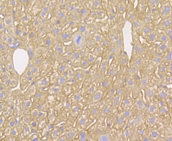 Immunohistochemical analysis of paraffin-embedded mouse liver tissue using anti-Kir6.2 antibody. The section was pre-treated using heat mediated antigen retrieval with Tris-EDTA buffer (pH 8.0-8.4) for 20 minutes.The tissues were blocked in 5% BSA for 30 minutes at room temperature, washed with ddH2O and PBS, and then probed with the antibody (ER1803-98) at 1/50 dilution, for 30 minutes at room temperature and detected using an HRP conjugated compact polymer system. DAB was used as the chromogen. Counter stained with hematoxylin and mounted with DPX.