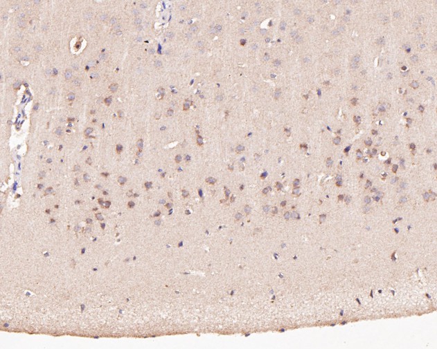 Immunohistochemical analysis of paraffin-embedded rat brain tissue using anti-PANX2 antibody. The section was pre-treated using heat mediated antigen retrieval with Tris-EDTA buffer (pH 8.0-8.4) for 20 minutes.The tissues were blocked in 5% BSA for 30 minutes at room temperature, washed with ddH2O and PBS, and then probed with the antibody (ER1901-05, 1/200 dilution) for 30 minutes at room temperature and detected using an HRP conjugated compact polymer system. DAB was used as the chrogen. Counter stained with hematoxylin and mounted with DPX.