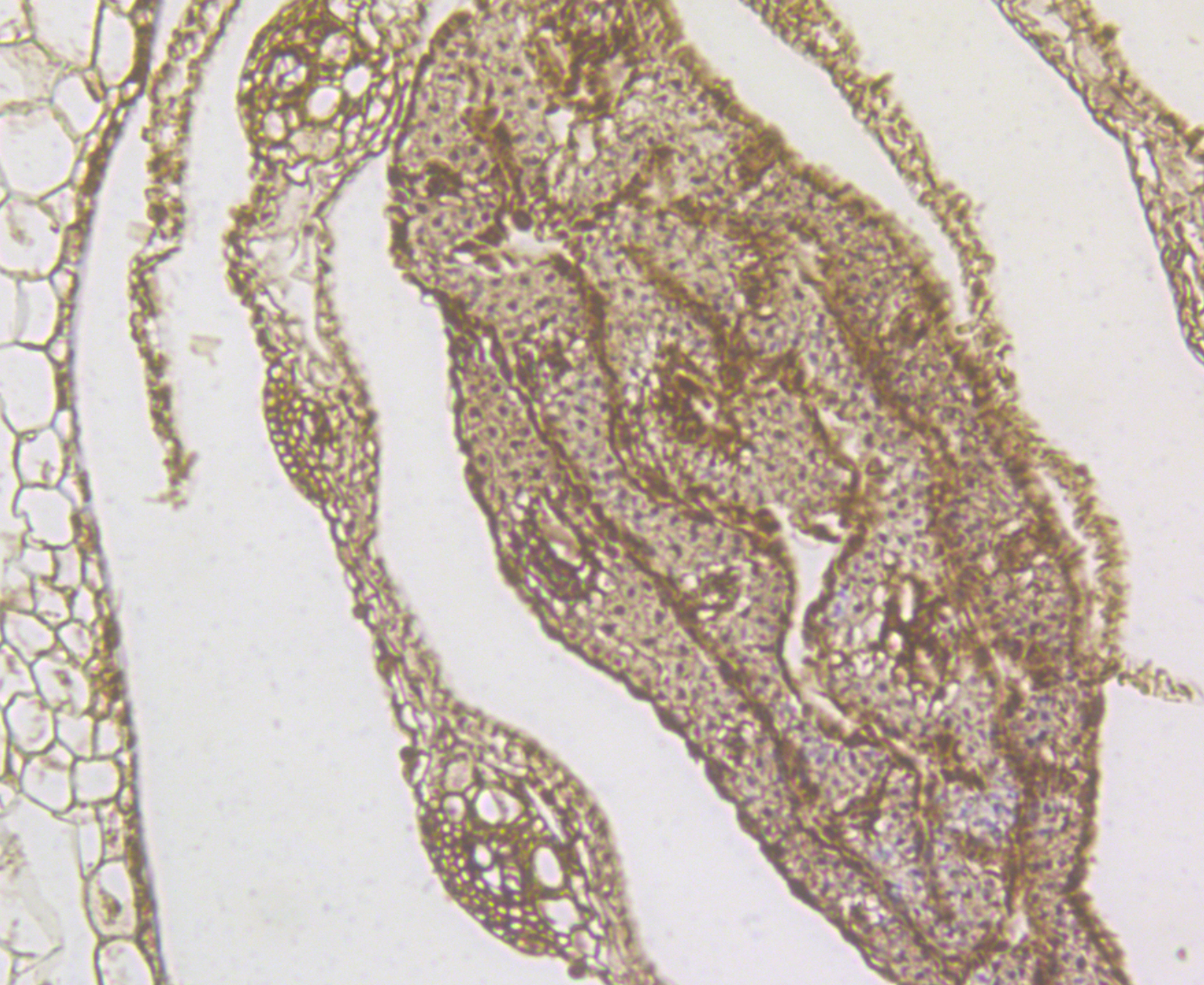 Immunohistochemical analysis of paraffin-embedded rice stem tissue using anti-Rice Os01g0847700 protein antibody. Counter stained with hematoxylin.