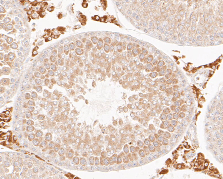 Immunohistochemical analysis of paraffin-embedded rat testis tissue using anti-FH antibody. The section was pre-treated using heat mediated antigen retrieval with Tris-EDTA buffer (pH 8.0-8.4) for 20 minutes.The tissues were blocked in 5% BSA for 30 minutes at room temperature, washed with ddH2O and PBS, and then probed with the primary antibody (ER1901-10, 1/50) for 30 minutes at room temperature. The detection was performed using an HRP conjugated compact polymer system. DAB was used as the chromogen. Tissues were counterstained with hematoxylin and mounted with DPX.