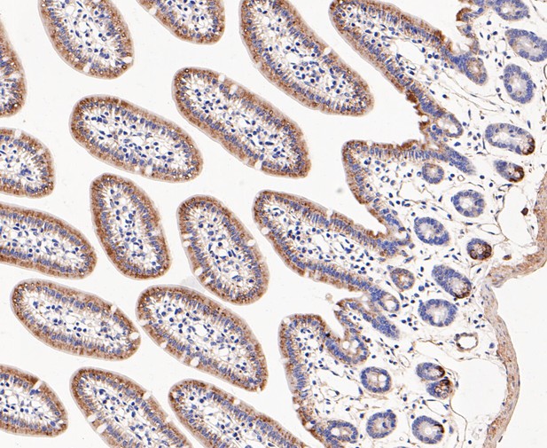 Immunohistochemical analysis of paraffin-embedded mouse small intestine tissue using anti-DFNA5/GSDME antibody. The section was pre-treated using heat mediated antigen retrieval with Tris-EDTA buffer (pH 8.0-8.4) for 20 minutes.The tissues were blocked in 5% BSA for 30 minutes at room temperature, washed with ddH2O and PBS, and then probed with the primary antibody (ER1901-12, 1/200) for 30 minutes at room temperature. The detection was performed using an HRP conjugated compact polymer system. DAB was used as the chromogen. Tissues were counterstained with hematoxylin and mounted with DPX.