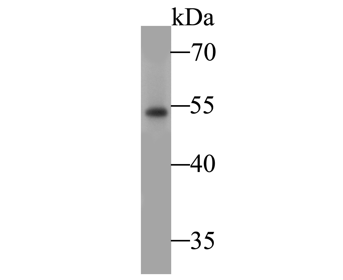 Western blot analysis of NPY2R / Y2 receptor on MCF-7 cell lysate. Proteins were transferred to a PVDF membrane and blocked with 5% BSA in PBS for 1 hour at room temperature. The primary antibody (ER1901-14, 1/500) was used in 5% BSA at room temperature for 2 hours. Goat Anti-Rabbit IgG - HRP Secondary Antibody (HA1001) at 1:5,000 dilution was used for 1 hour at room temperature.