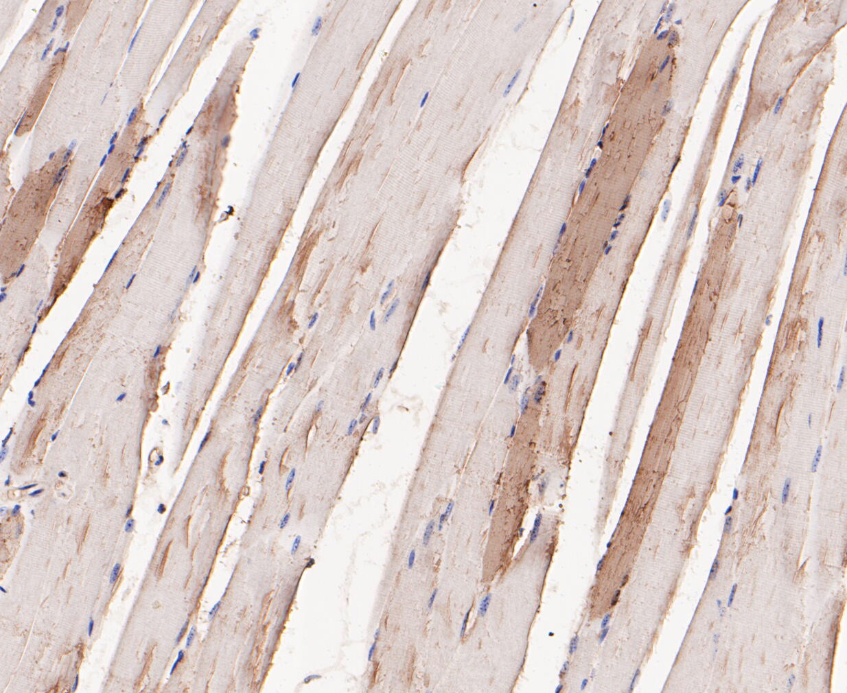 Immunohistochemical analysis of paraffin-embedded mouse skeletal muscle tissue using anti-Myoglobin antibody. The section was pre-treated using heat mediated antigen retrieval with Tris-EDTA buffer (pH 8.0-8.4) for 20 minutes.The tissues were blocked in 5% BSA for 30 minutes at room temperature, washed with ddH2O and PBS, and then probed with the primary antibody (ER1901-17, 1/200) for 30 minutes at room temperature. The detection was performed using an HRP conjugated compact polymer system. DAB was used as the chromogen. Tissues were counterstained with hematoxylin and mounted with DPX.