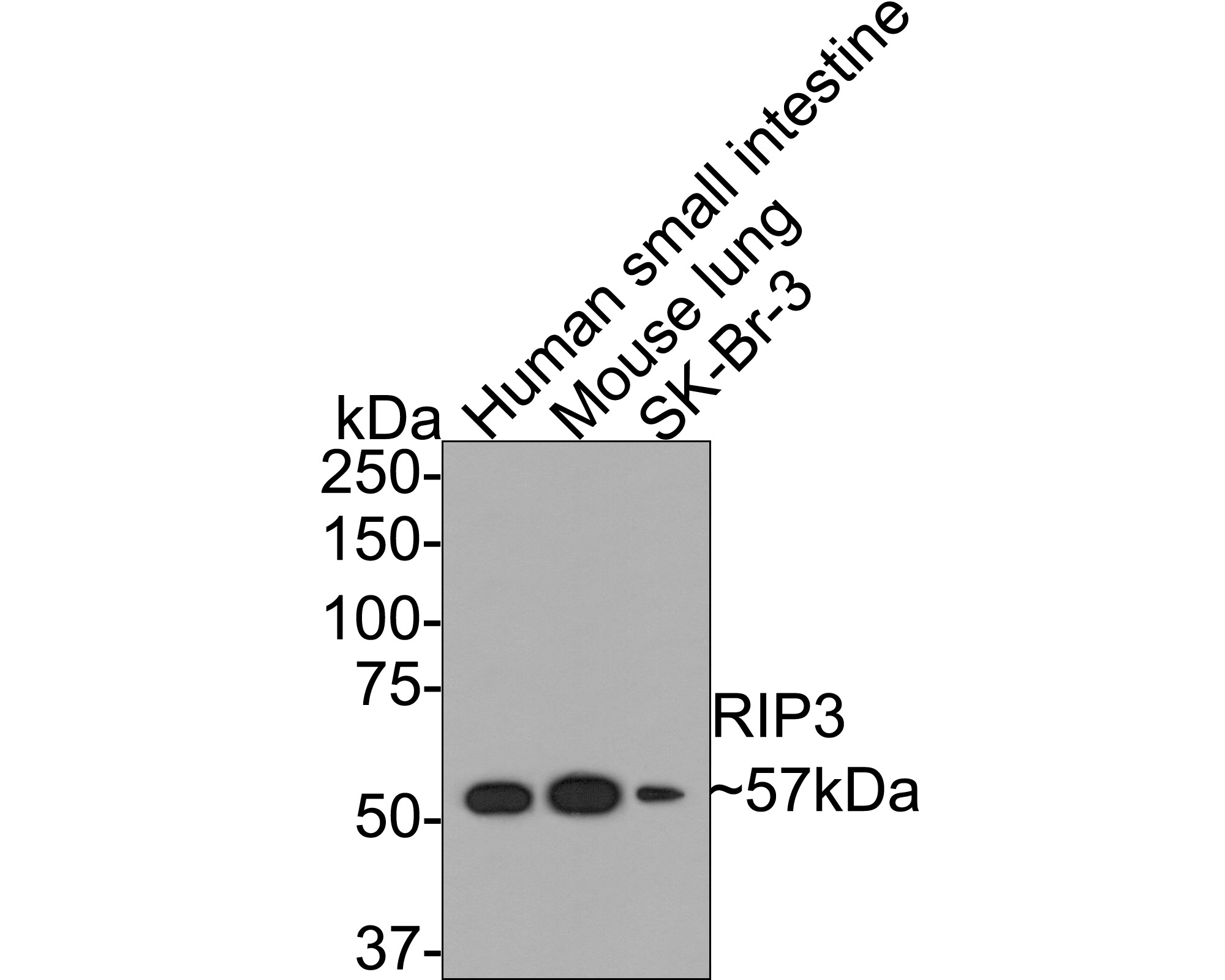 Western blot analysis of RIP3 on mouse lung tissue lysate. Proteins were transferred to a PVDF membrane and blocked with 5% BSA in PBS for 1 hour at room temperature. The primary antibody was used at a 1:500 dilution in 5% BSA at room temperature for 2 hours. Goat Anti-Rabbit IgG - HRP Secondary Antibody (HA1001) at 1:5,000 dilution was used for 1 hour at room temperature.