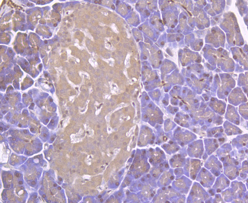Immunohistochemical analysis of paraffin-embedded rat pancreas tissue using anti-RIP3 antibody. The section was pre-treated using heat mediated antigen retrieval with Tris-EDTA buffer (pH 8.0-8.4) for 20 minutes.The tissues were blocked in 5% BSA for 30 minutes at room temperature, washed with ddH2O and PBS, and then probed with the antibody (ER1901-27) at 1/50 dilution, for 30 minutes at room temperature and detected using an HRP conjugated compact polymer system. DAB was used as the chromogen. Counter stained with hematoxylin and mounted with DPX.