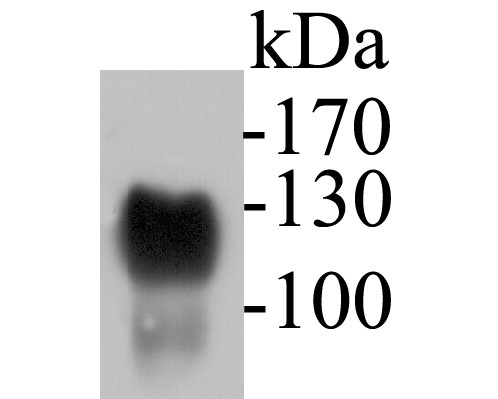 Western blot analysis of CD43 on human thymus tissue lysates. Proteins were transferred to a PVDF membrane and blocked with 5% BSA in PBS for 1 hour at room temperature. The primary antibody (ER1901-28, 1/500) was used in 5% BSA at room temperature for 2 hours. Goat Anti-Rabbit IgG - HRP Secondary Antibody (HA1001) at 1:5,000 dilution was used for 1 hour at room temperature.