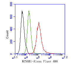 Flow cytometric analysis of KCNAB1 was done on SH-SY5Y cells. The cells were fixed, permeabilized and stained with the primary antibody (ER1901-34, 1ug/ml) (red) compared with Rabbit IgG, monoclonal  - Isotype Control (green). After incubation of the primary antibody at +4℃ for 1 hour, the cells were stained with a Alexa Fluor®488 conjugate-Goat anti-Rabbit IgG Secondary antibody at 1/1,000 dilution for 30 minutes at +4℃ (dark incubation).Unlabelled sample was used as a control (cells without incubation with primary antibody; black).