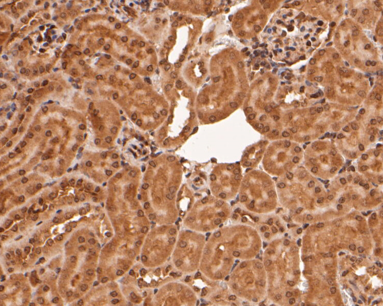 Immunohistochemical analysis of paraffin-embedded mouse kidney tissue using anti-RBPMS antibody. The section was pre-treated using heat mediated antigen retrieval with sodium citrate buffer (pH 6.0) for 20 minutes. The tissues were blocked in 5% BSA for 30 minutes at room temperature, washed with ddH2O and PBS, and then probed with the primary antibody (ER1901-43, 1/50)  for 30 minutes at room temperature. The detection was performed using an HRP conjugated compact polymer system. DAB was used as the chromogen. Tissues were counterstained with hematoxylin and mounted with DPX.